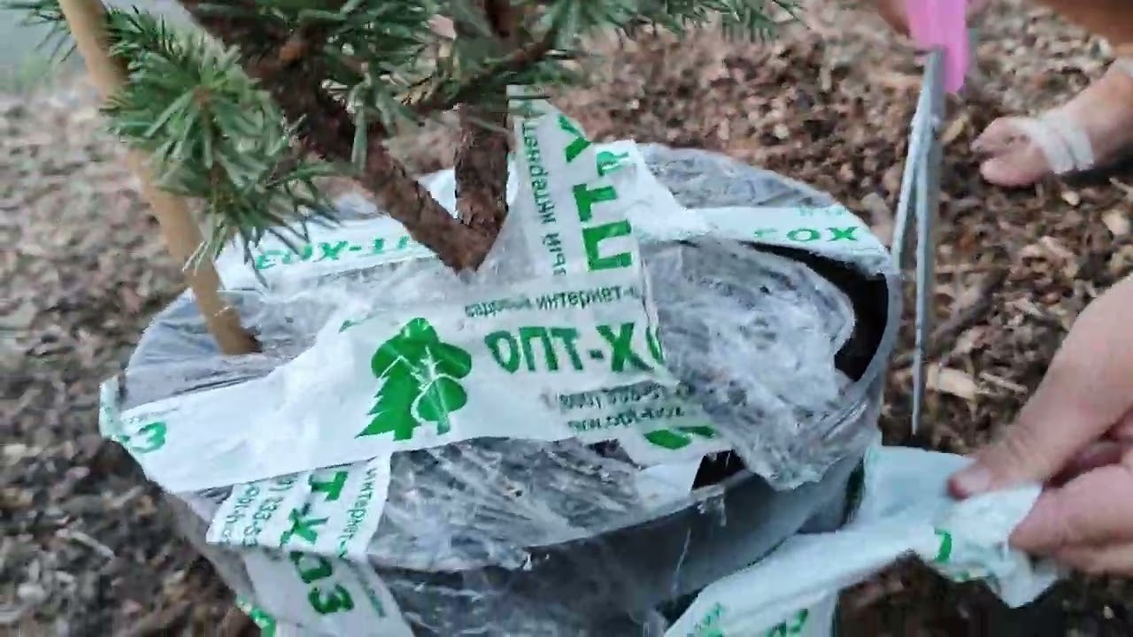 Распаковка с Опт Хоза.Ель колючая Майголд.