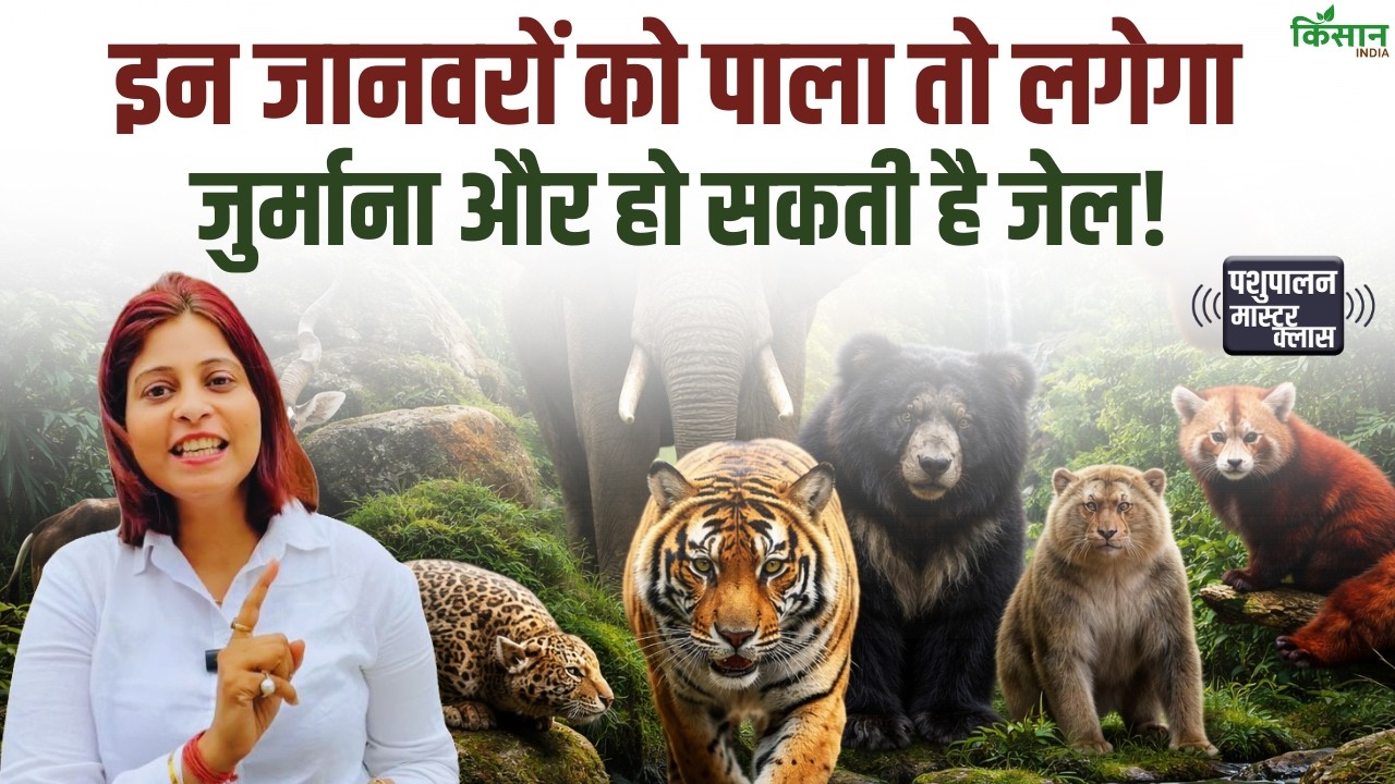 भारत में इन जानवरों को पालने से पहले जानें कानून, वरना हो सकती है जेल और जुर्माना।Illegal Pets India