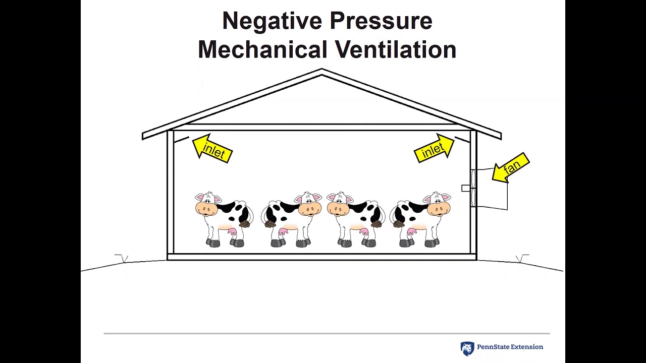 Effective Ventilation for Dairy Cows and Calves