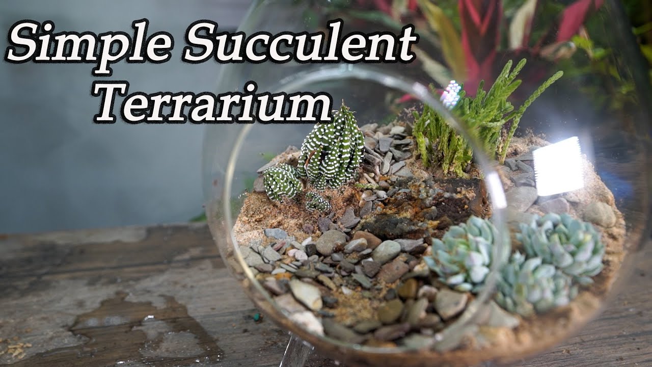 Making a Succulent Terrarium
