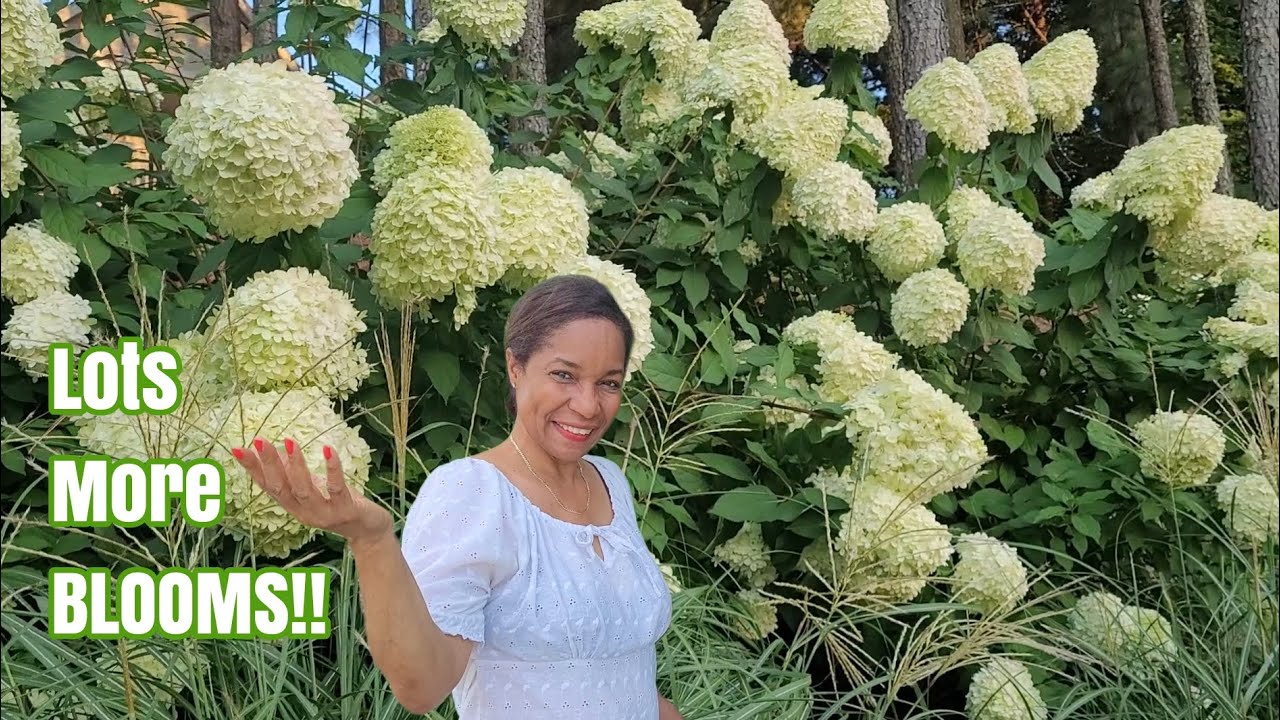 Have an Abundance of Limelight Hydrangea Blooms EVERY Year