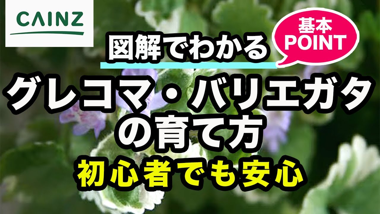 グレコマ・バリエガタ(別名:グラウンドアイビー, セイヨウカキドオシ)の育て方 カインズ植物図鑑
