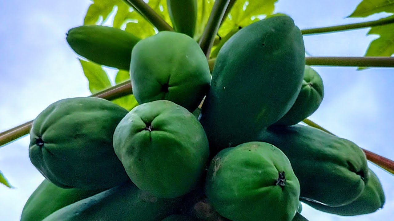 COMO PLANTAR MAMÃO EM VASO PASSO A PASSO.