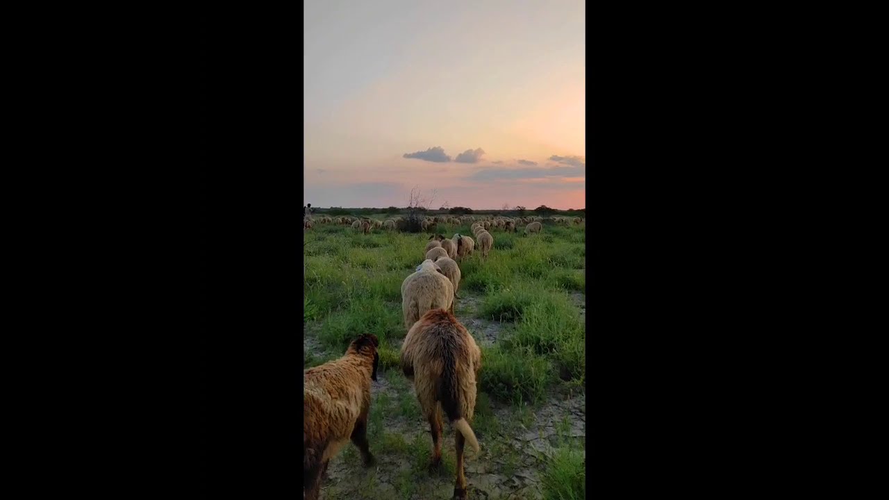 Banni Grasslands of Kutch | Wildlife | North Kutch | Gujarat |