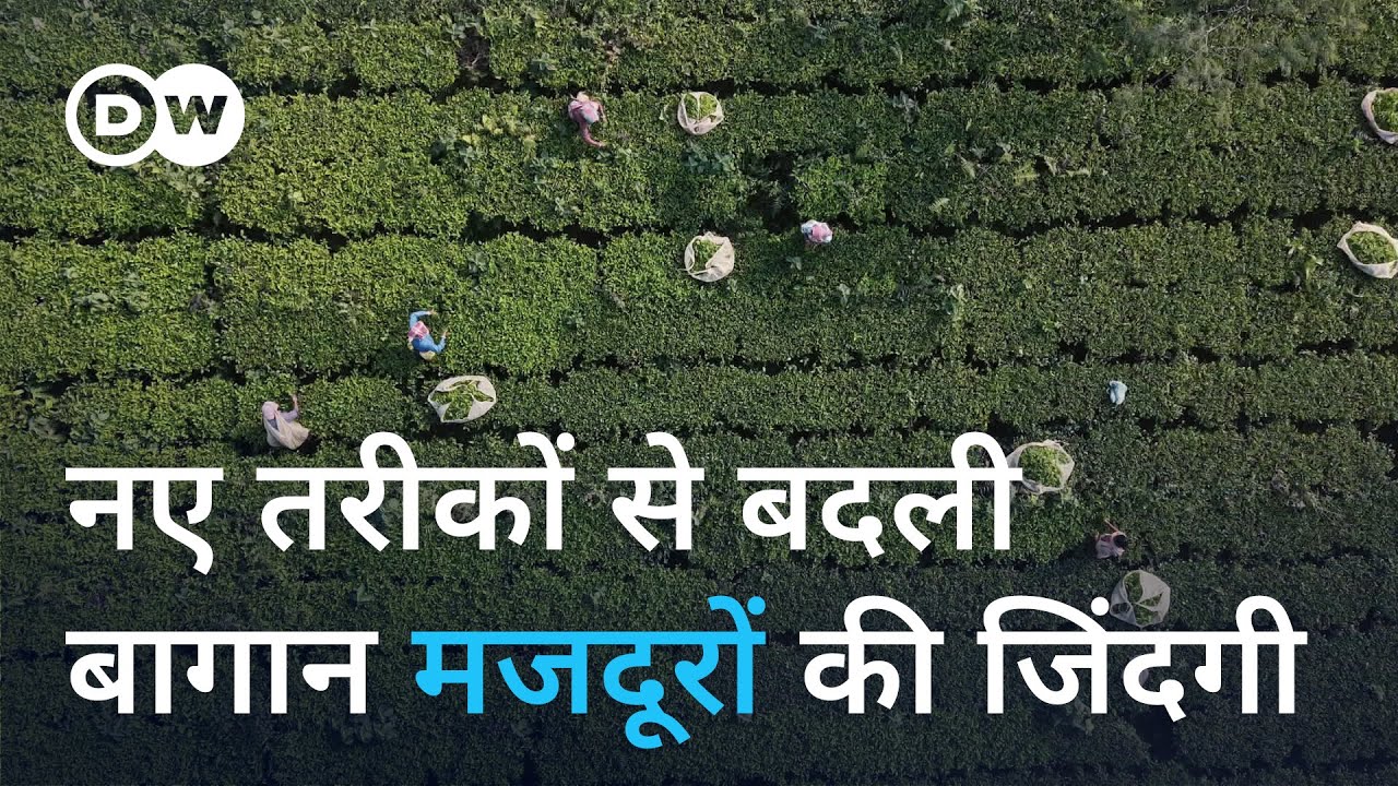 बागवानी के नए तरीकों ने बागान मजदूरों को बनाया किसान [Reshaping West Bengal’s tea industry]