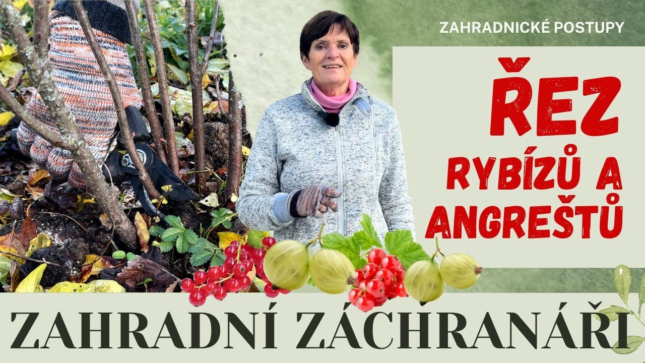 Řez rybízu a angreštu 