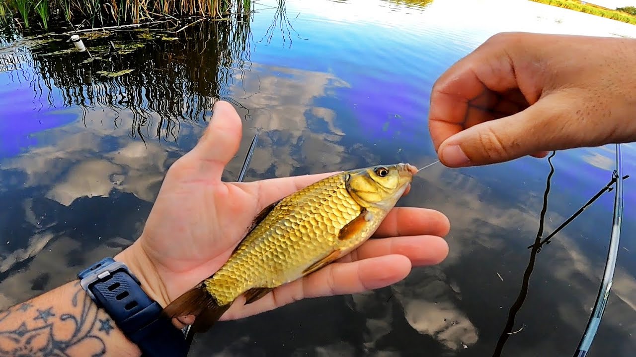 PESCUIT PE BALTA SALBATICA PLINA DE CIORTANI SI CARASI AURII SALBATICI