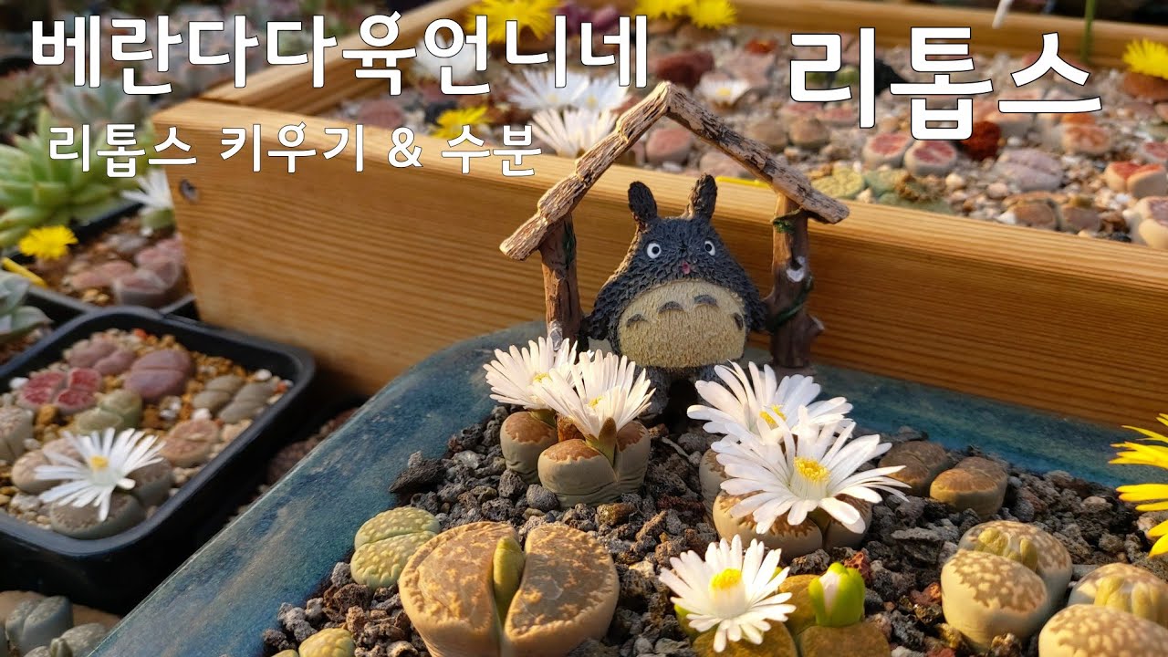 새로운 매력에 빠져빠져 ~ 리톱스 꽃이 만발 ! 베란다다육언니와 리톱스 키우기 이야기 해요.  korean succulent  多肉植物  たにくしょくぶつ