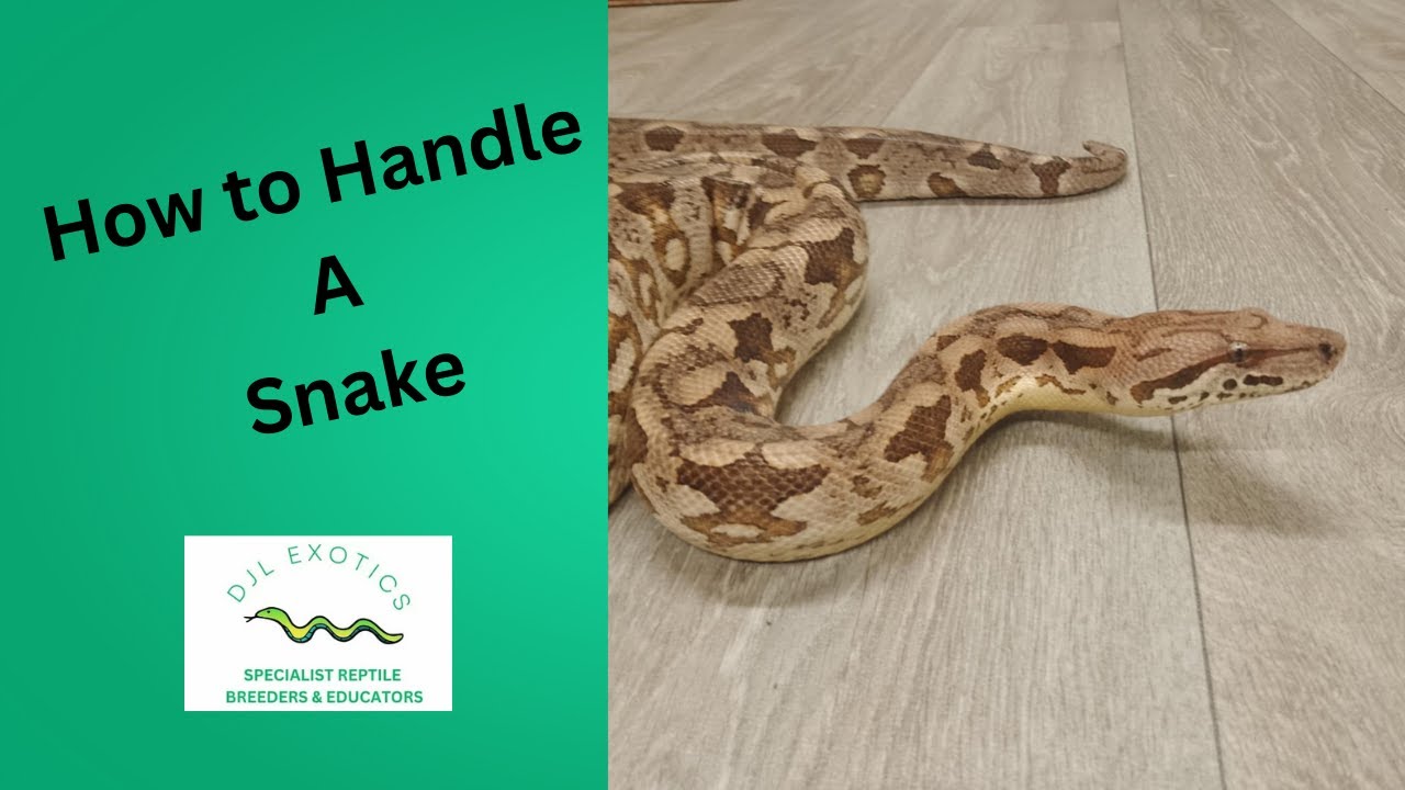 How to Handle a Snake Safely 🐍 | Beginner’s Guide to Snake Handling