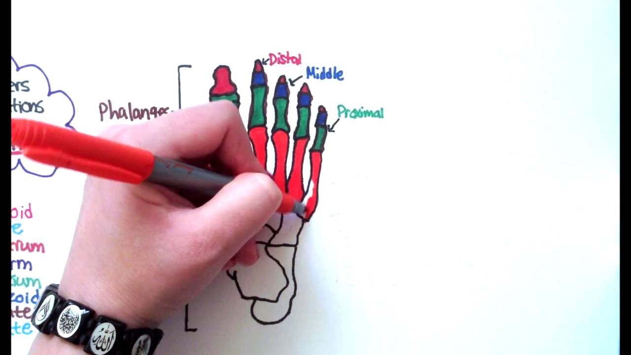 Learn the bones of the foot in 1 minute!!!