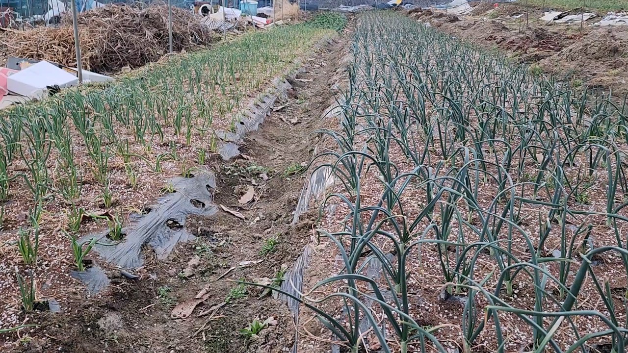 장기저장양파,항암,적양파,장열대파 잘되게 가꾸는 방법 알려드립니다.