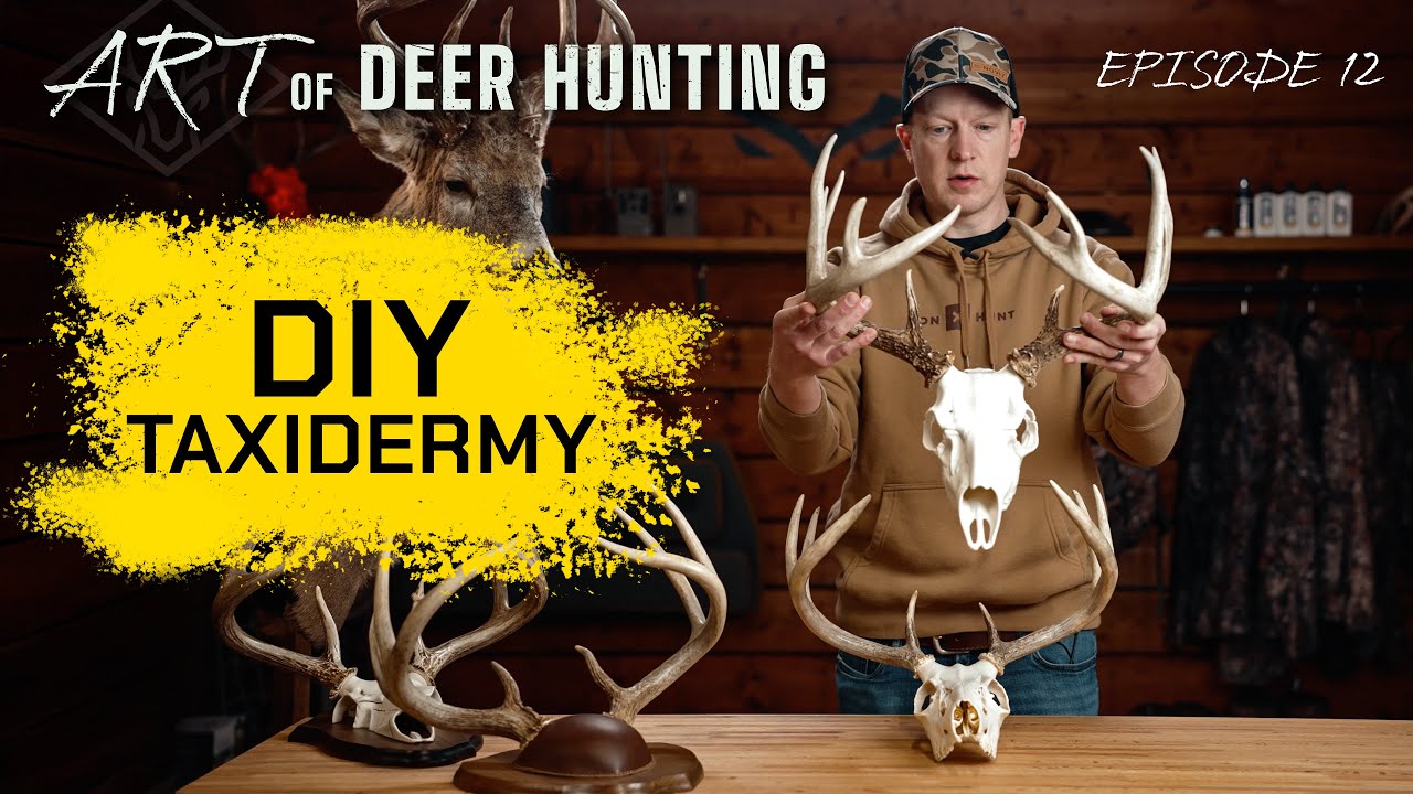 TOP 5 DEER MOUNTS | Taxidermy 101...