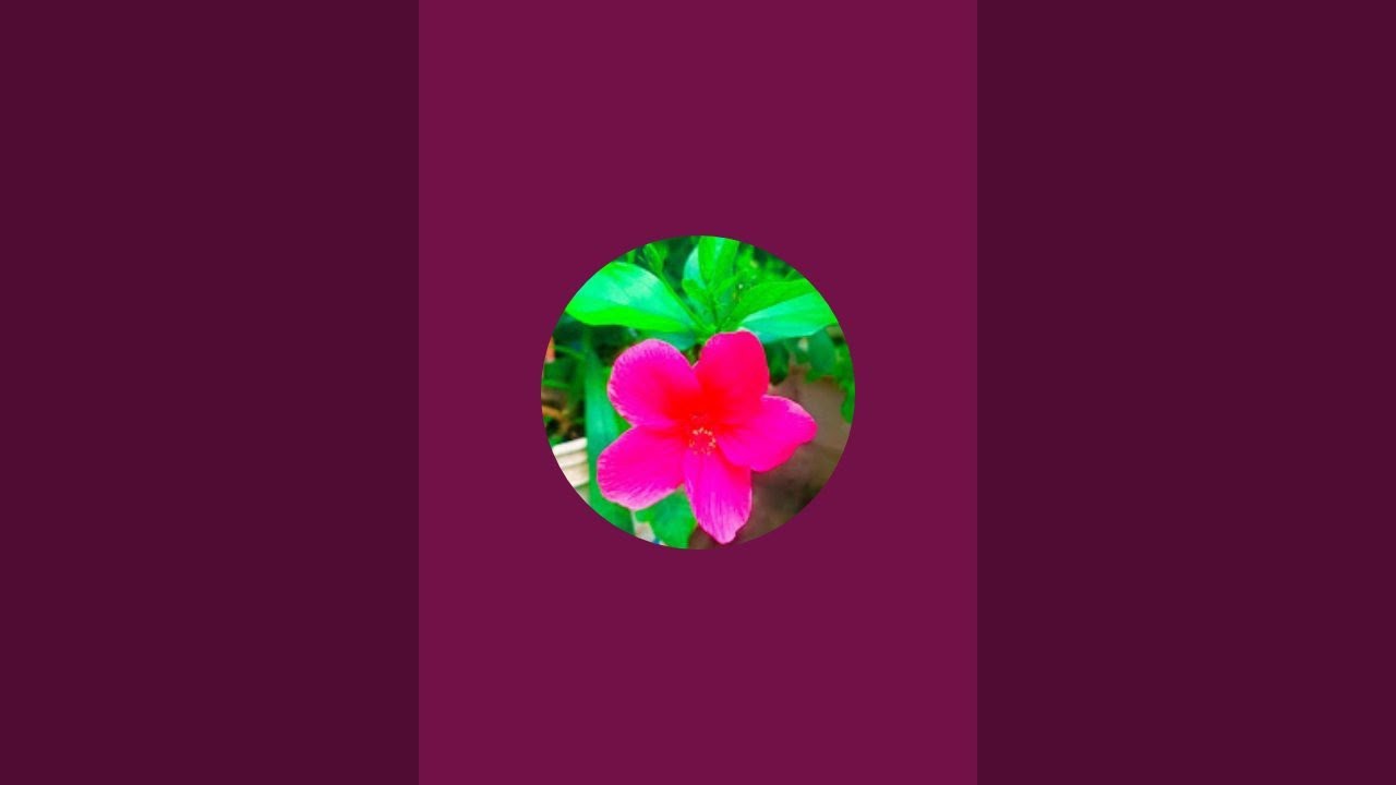 my graden  my shorts  is live# my graden welcome to my live