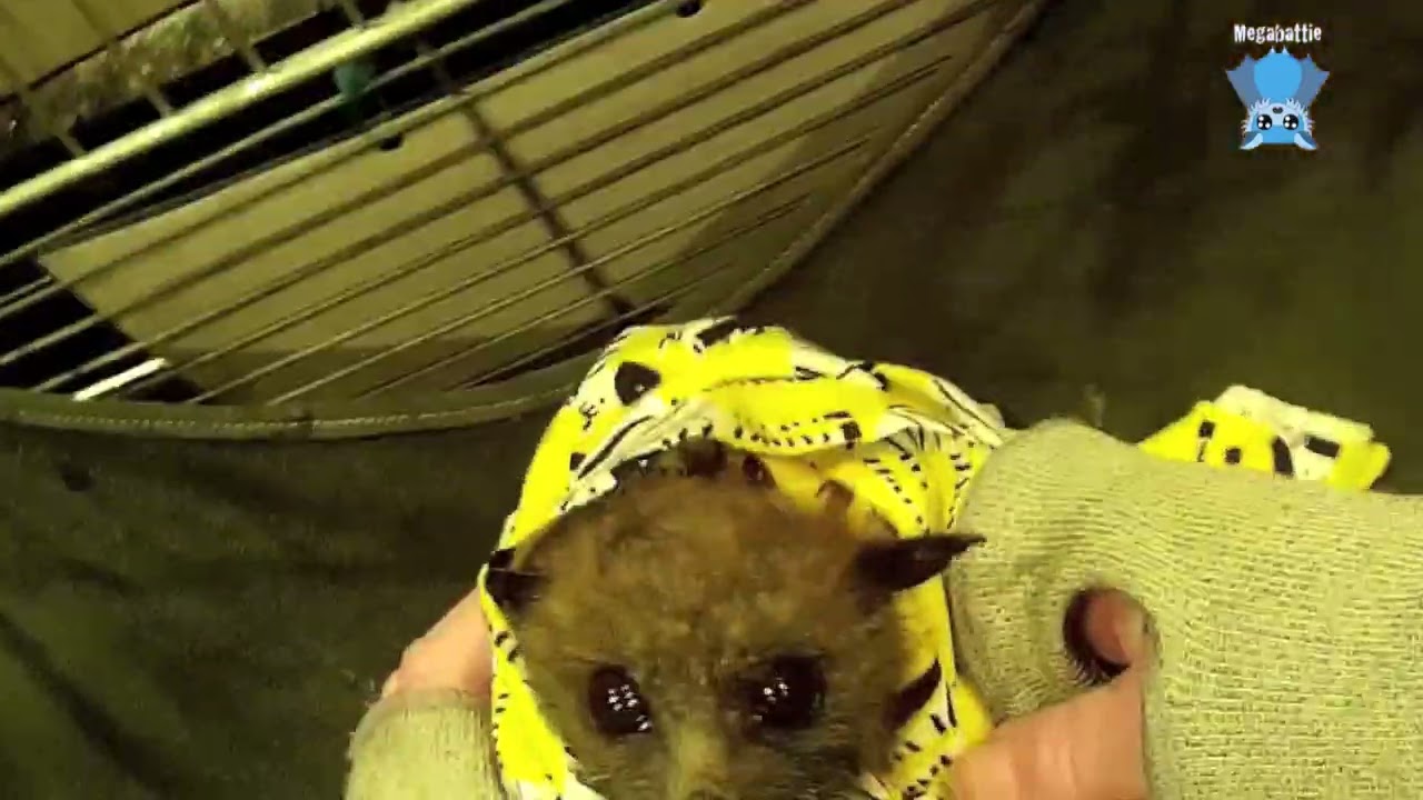 Flying-fox attacked by a dog, assessment and care:  this is Bang Bang