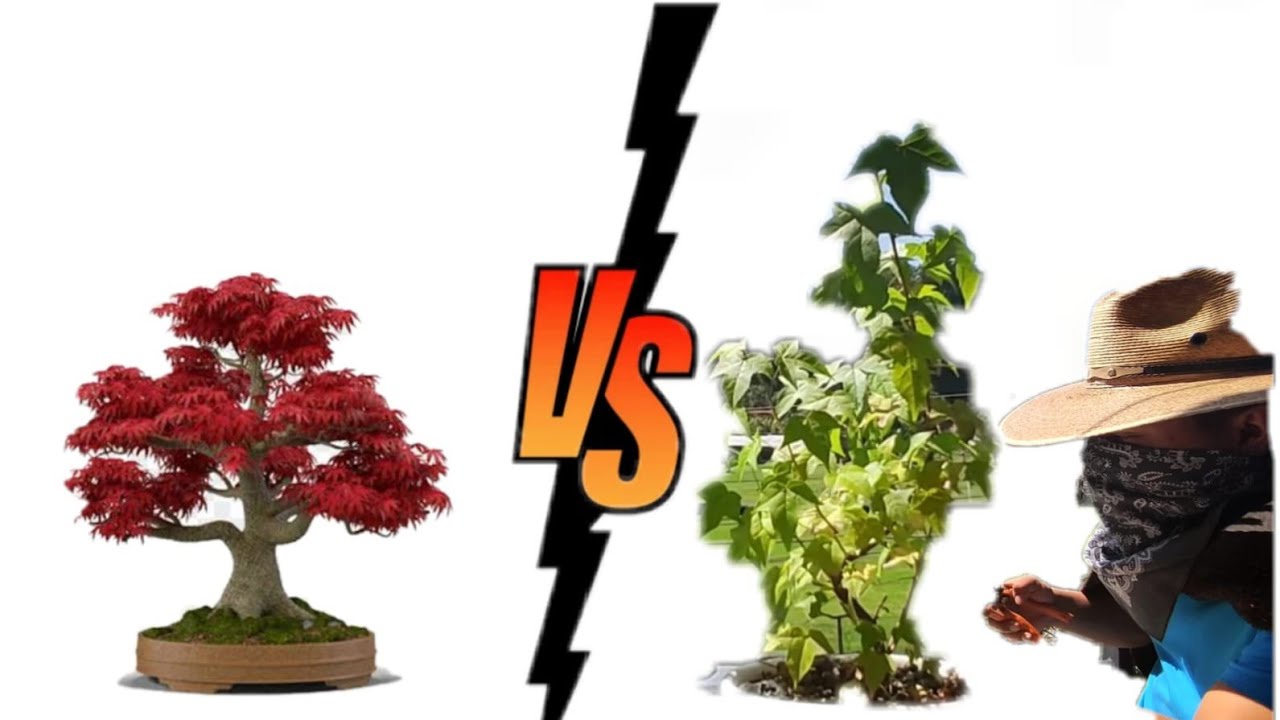 arce japones vs liquidambar.  modificando mi bonsai de liquidambar.
