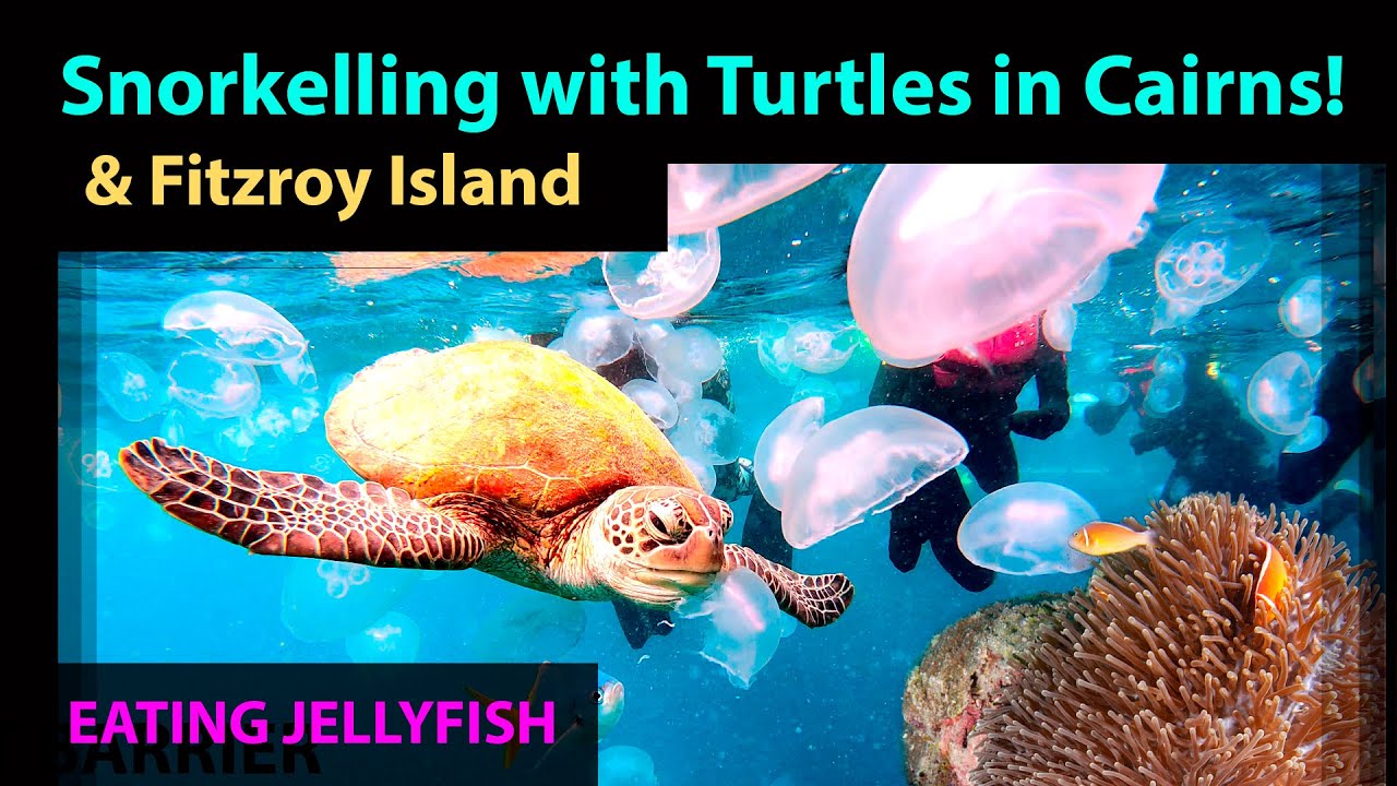 Snorkelling with Turtles from Cairns & Fitzroy Island Australia!