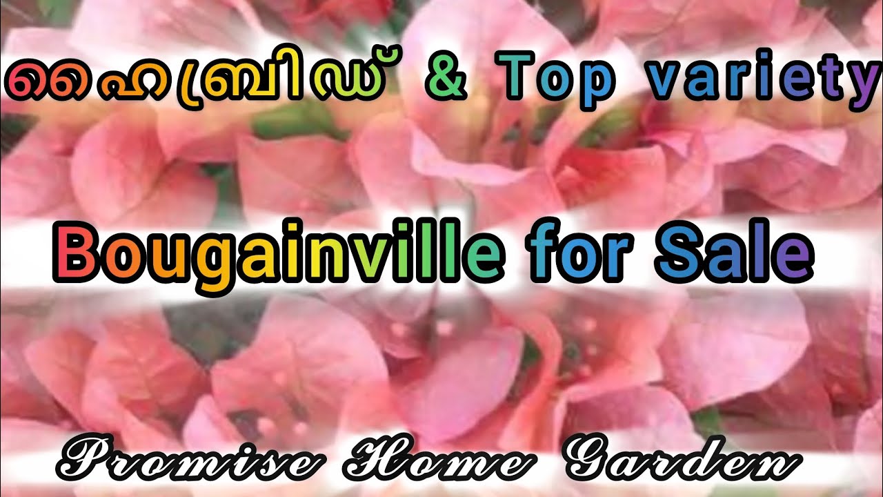 Hybrid and Top rare variety Bougainville plants for Sale, ഹൈബ്രിഡ് ബോഗൻവില്ല പ്ലാന്റുകൾ വില്പനക്ക് 