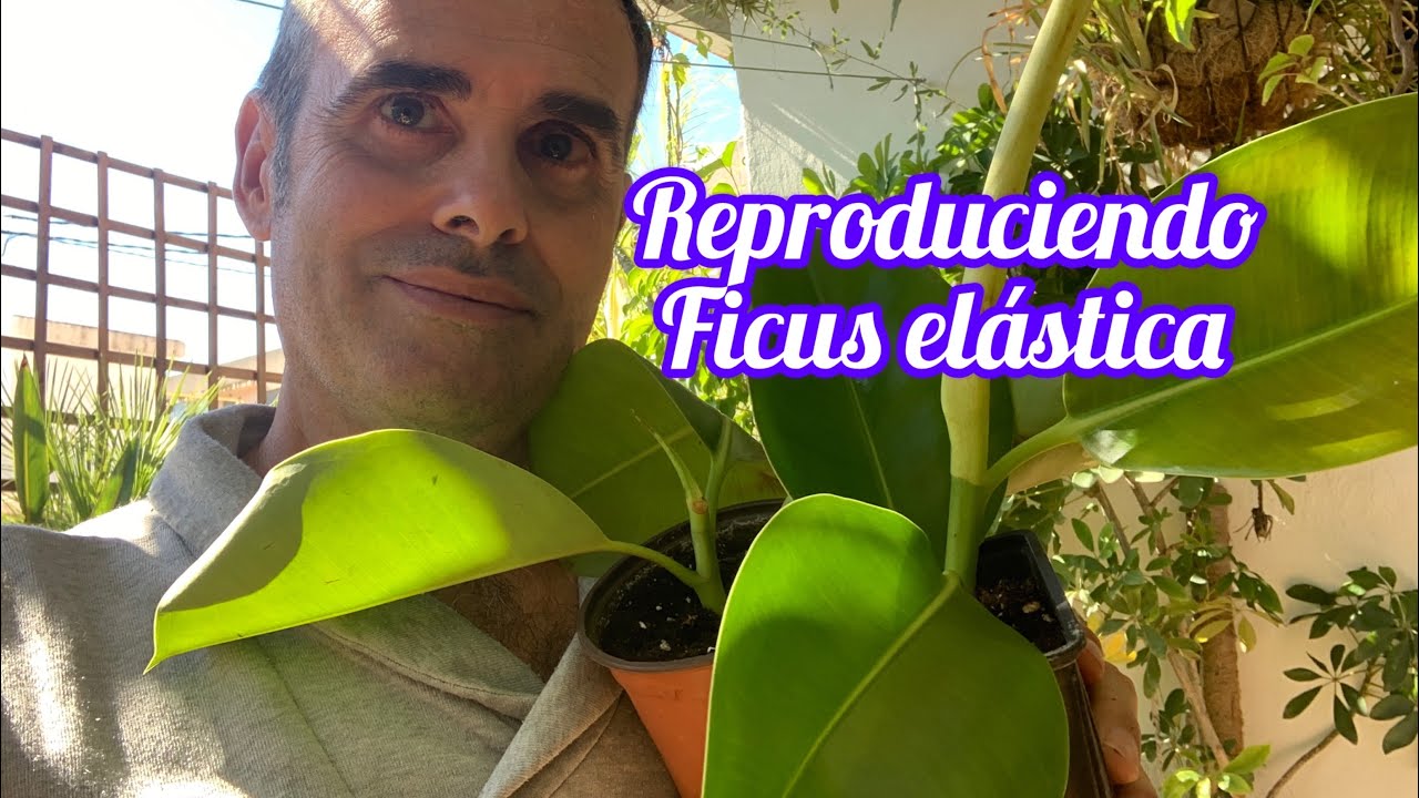 Reproduciendo Ficus elástica CAP 226