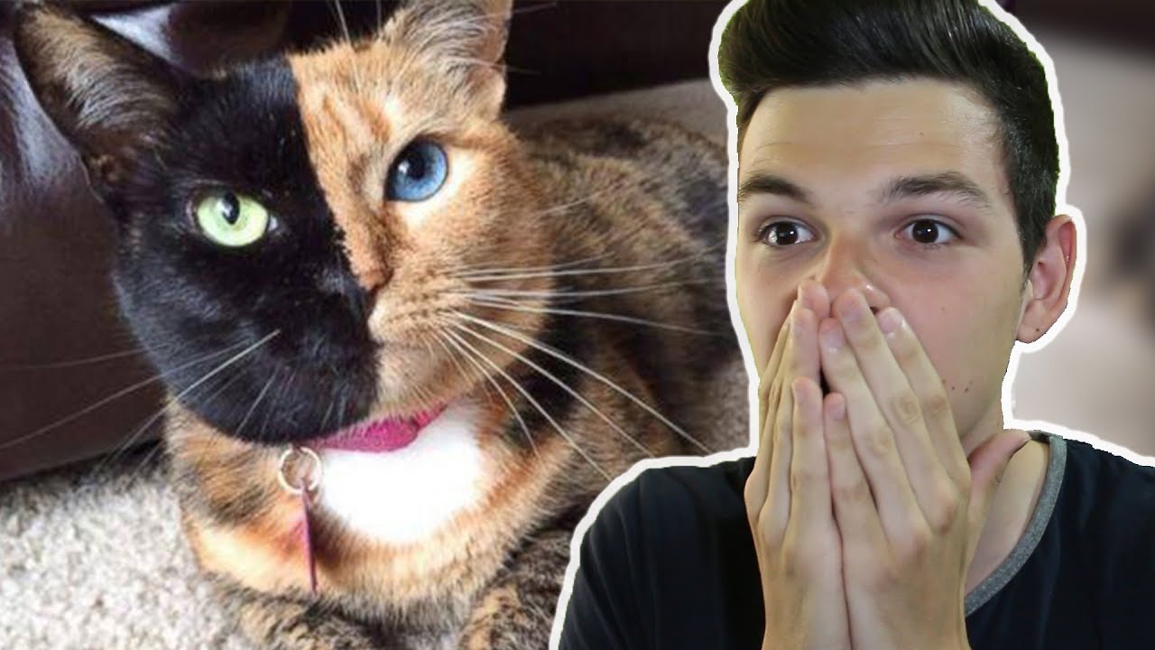 EZ NEM LEHET IGAZI! 😲 10 Kép Ami NEM Photoshop