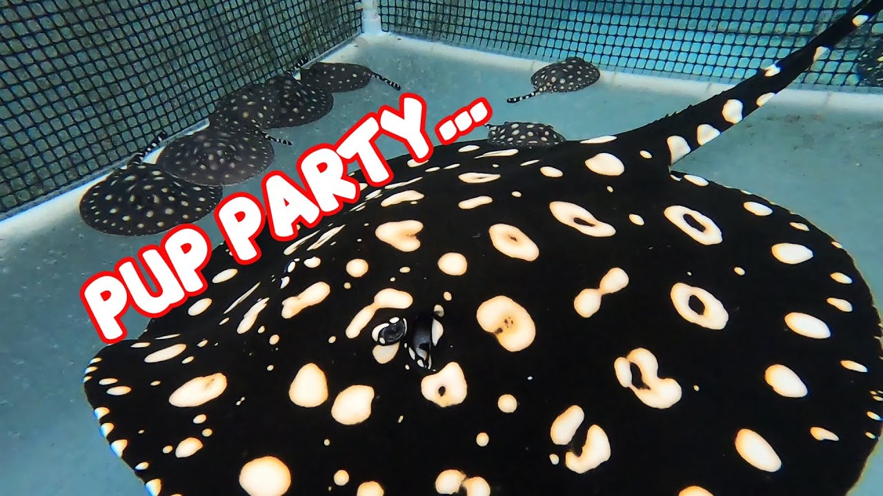 Stingray PUP PARTY continues - part 2