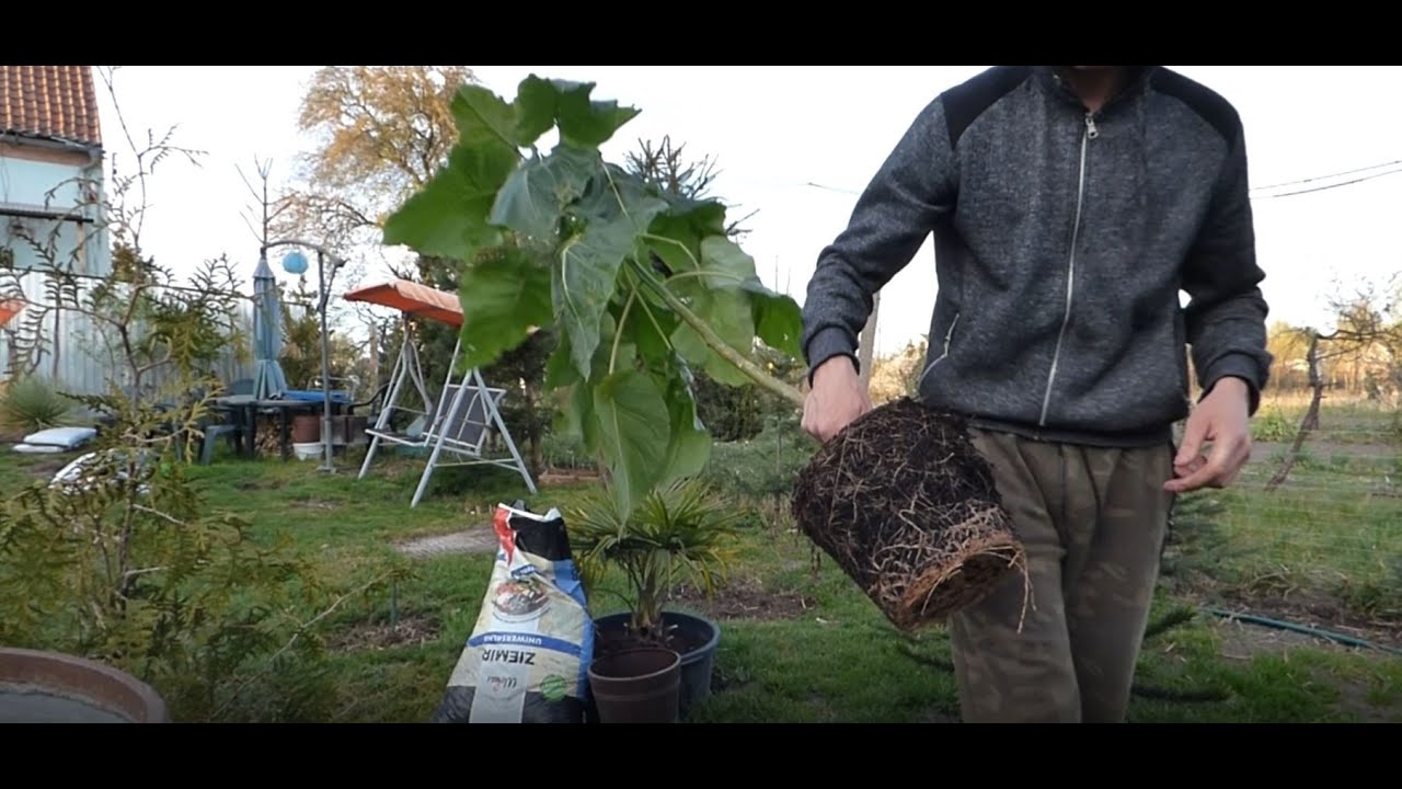 #963-Tamarillo uprawa w Polsce.Przesadzanie do większej donicy,jaka ziemia  tam pierdółki ✔