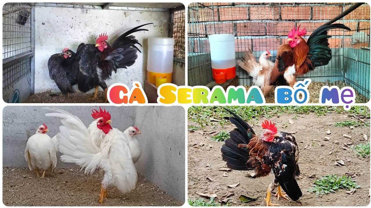Đàn gà Serama bố mẹ của trại gà Serama Cần Thơ | Trại gà Serama Cần Thơ.