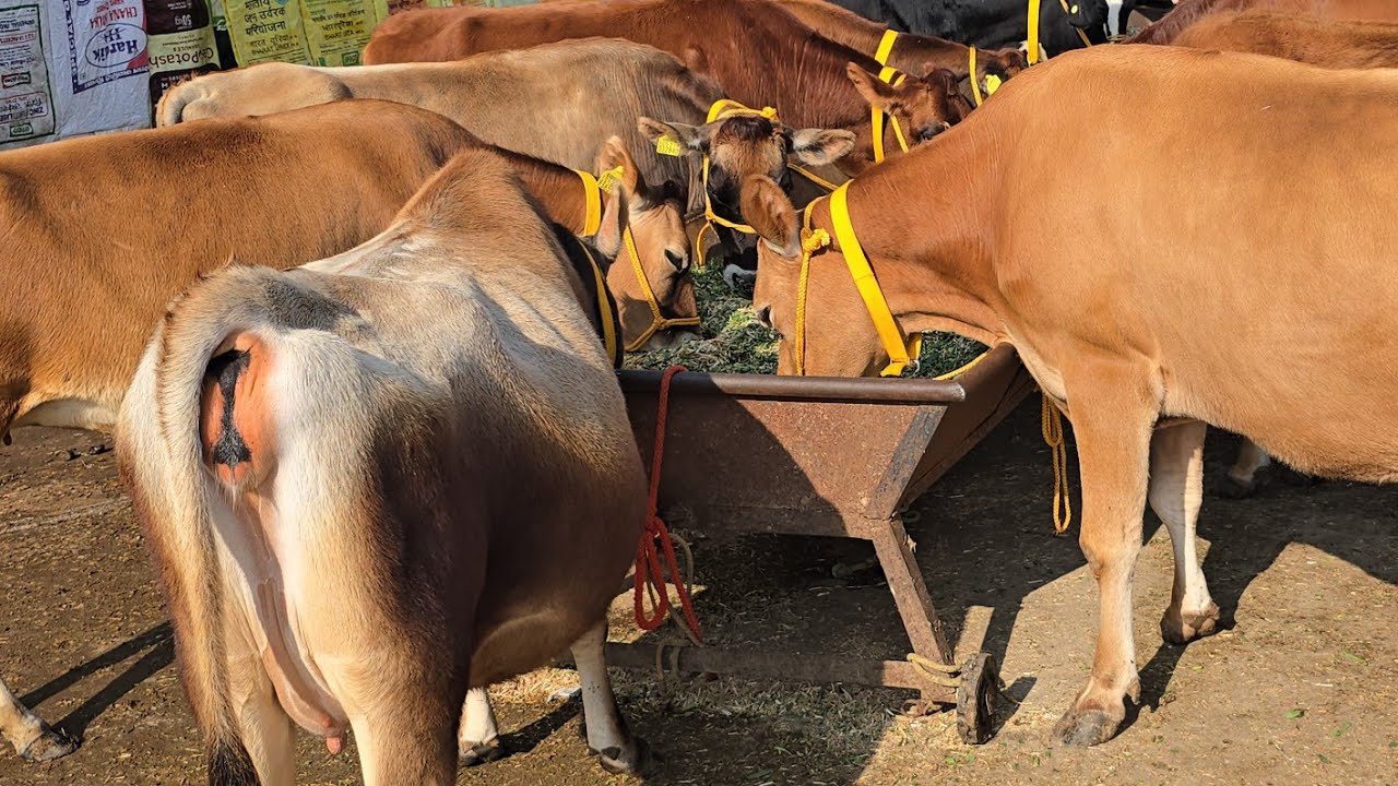 ❇️ 6 top Quality🥇Jersey Hiffers🐄 only on ₹3,35,000/- 😱 18-20kg milk capacity 💝 @Sarbcheemadairy