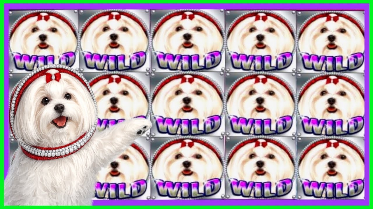 ★★$300 BETS★★JACKPOTS★★MALTESE FORTUNE HIGH LIMIT SLOT MACHINE BUENO DINERO MUSEUM SLOTS (IGT)