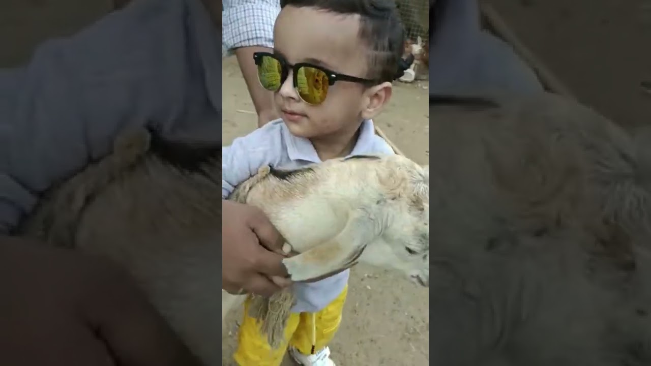 CUTE MASHAALLAH Muhammad zargham KHAN WITH goat piyra sa masoom munna 2022 #Karanchogwan