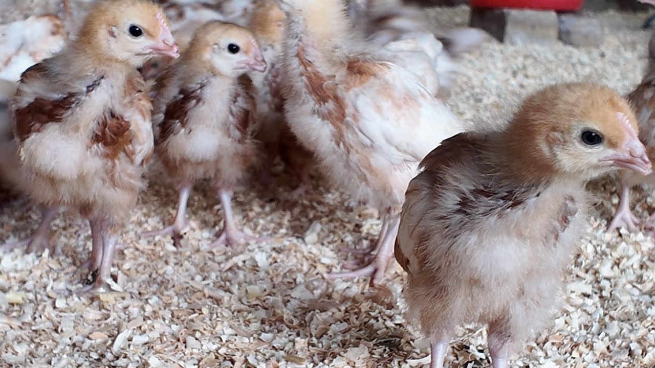 The Ultimate Guide to Raising Layer Chicks: 7 tips for a successful backyard flock for beginners 
