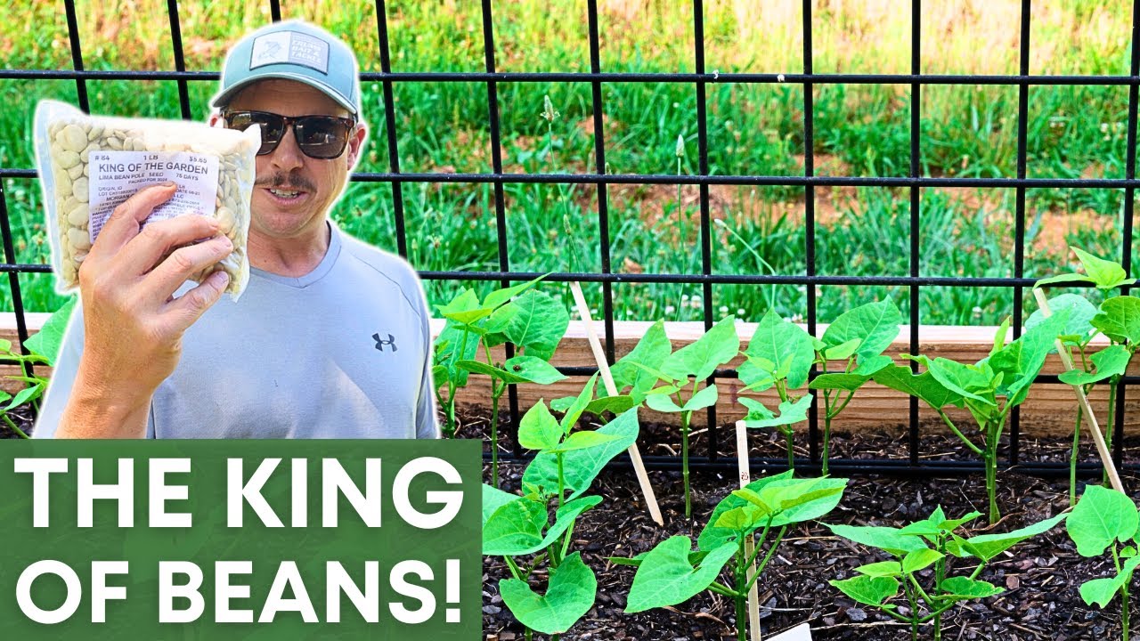 The Only Bean I'll Grow in My Garden!