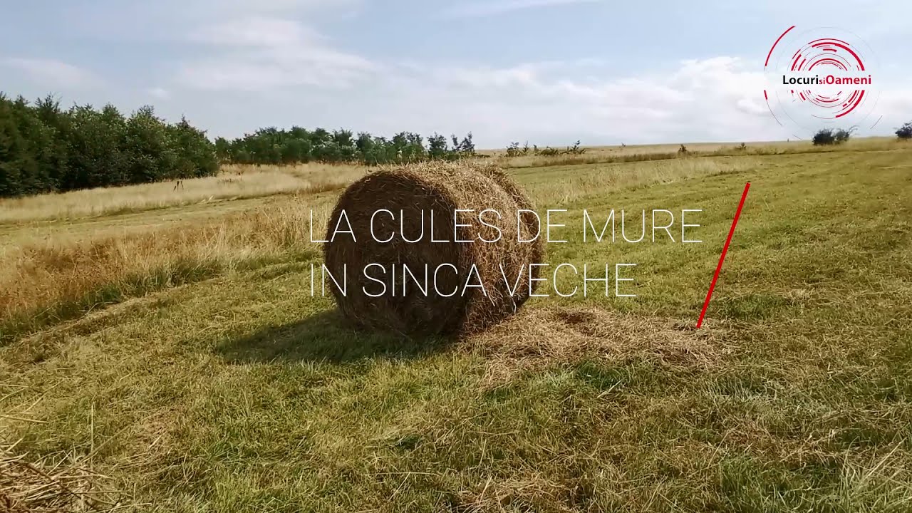 La cules de mure in Sinca Veche