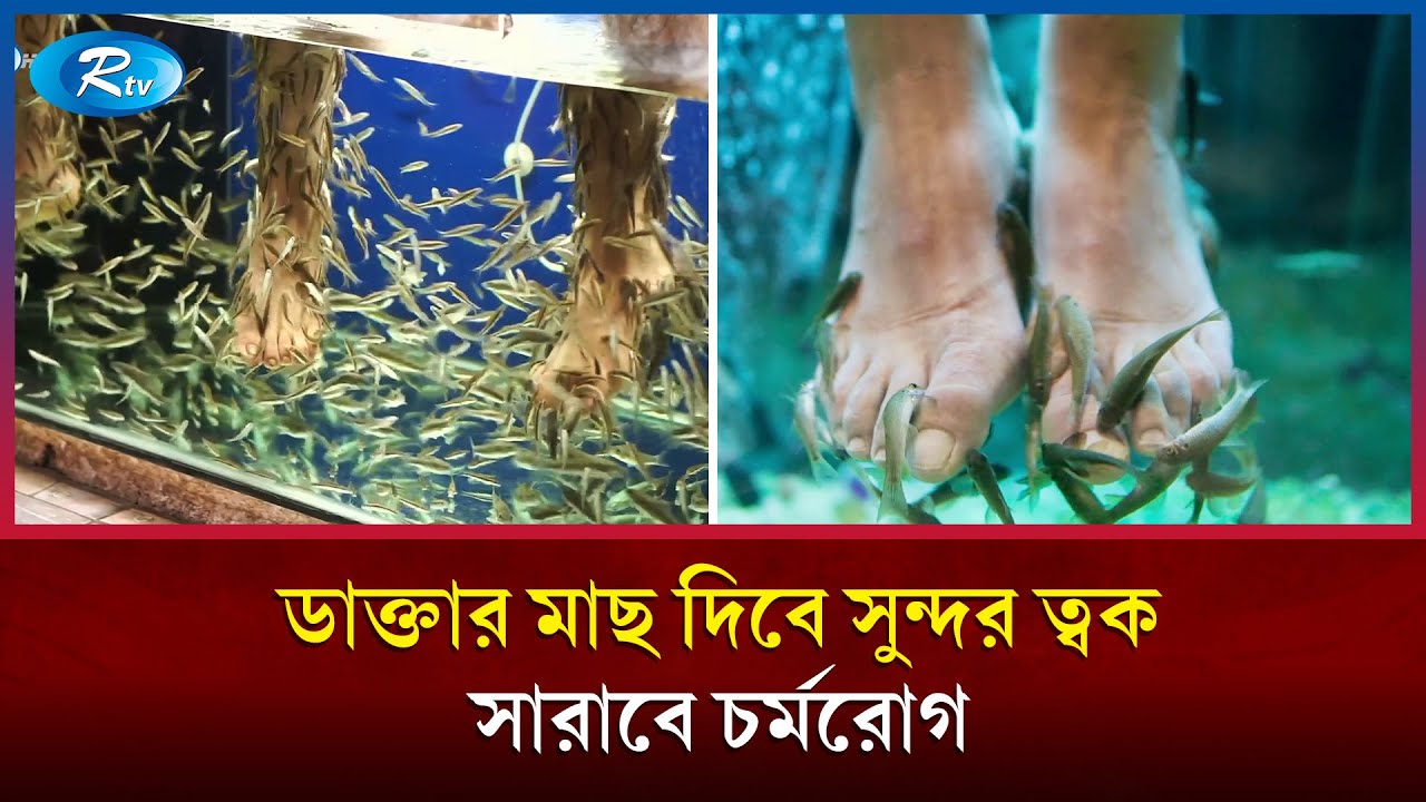 &lsquo;ডাক্তার মাছ&rsquo; বিউটিশিয়ান হয়ে দিবে সুন্দর ত্বক সারাবে চর্মরোগ | Doctor Fish | Rtv News