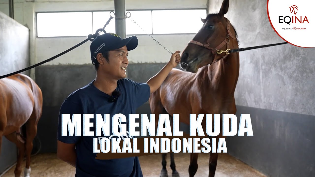 MENGENAL APASIH KUDA LOKAL