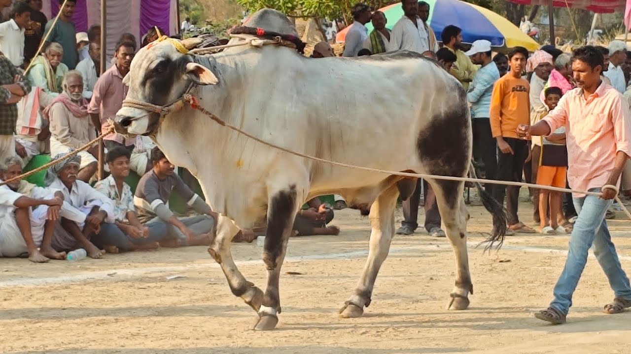 నరవ గ్రామం సీనియర్స్ విభాగం 8వ జత