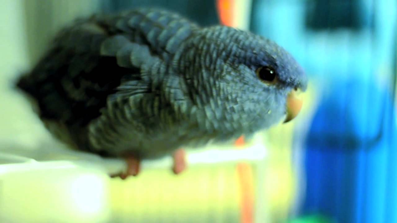 Lineolated Parakeet Gurgling to Music