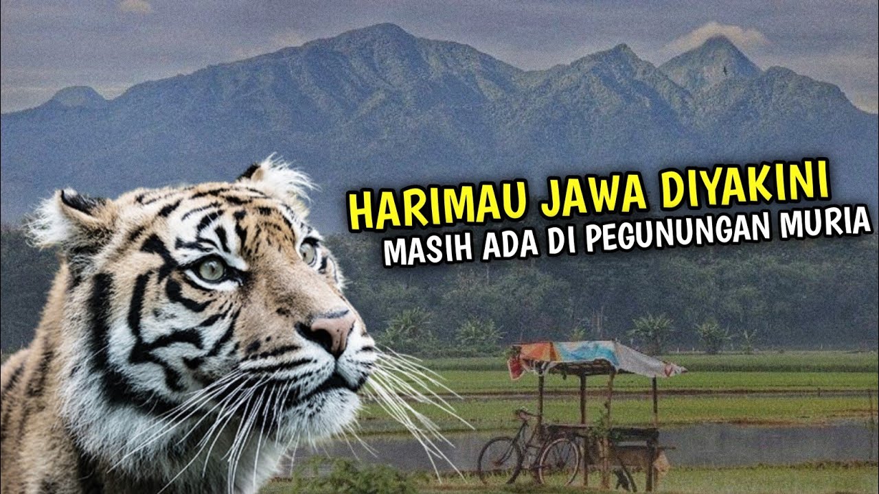 Harimau Jawa Diyakini Masih Ada di 