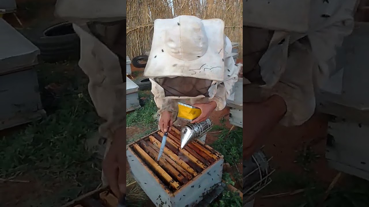 كيفية تحويل نحل من سولالة إلى سولالة