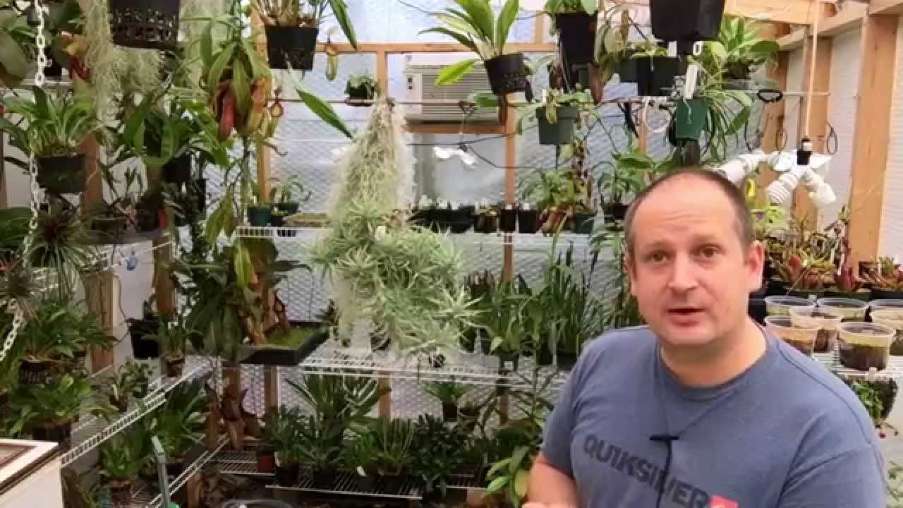 ALL ABOUT AIR PLANTS: SEED PODS, BABY PLANTS, WINTER CARE AND MORE!