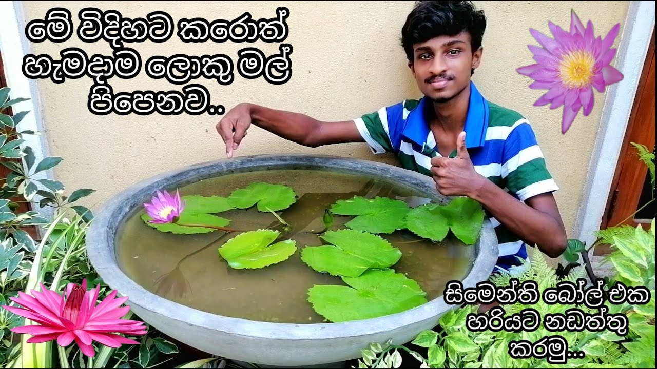Let's maintain the water lilies properly and grow big flowers, Let's maintain inside a cement ball