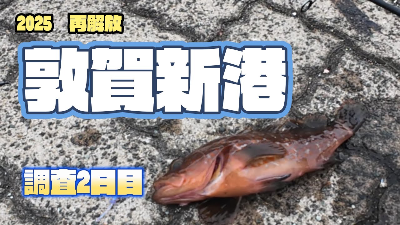 敦賀新港釣り　2025再解放　調査2日目　キジハタ＆アジ