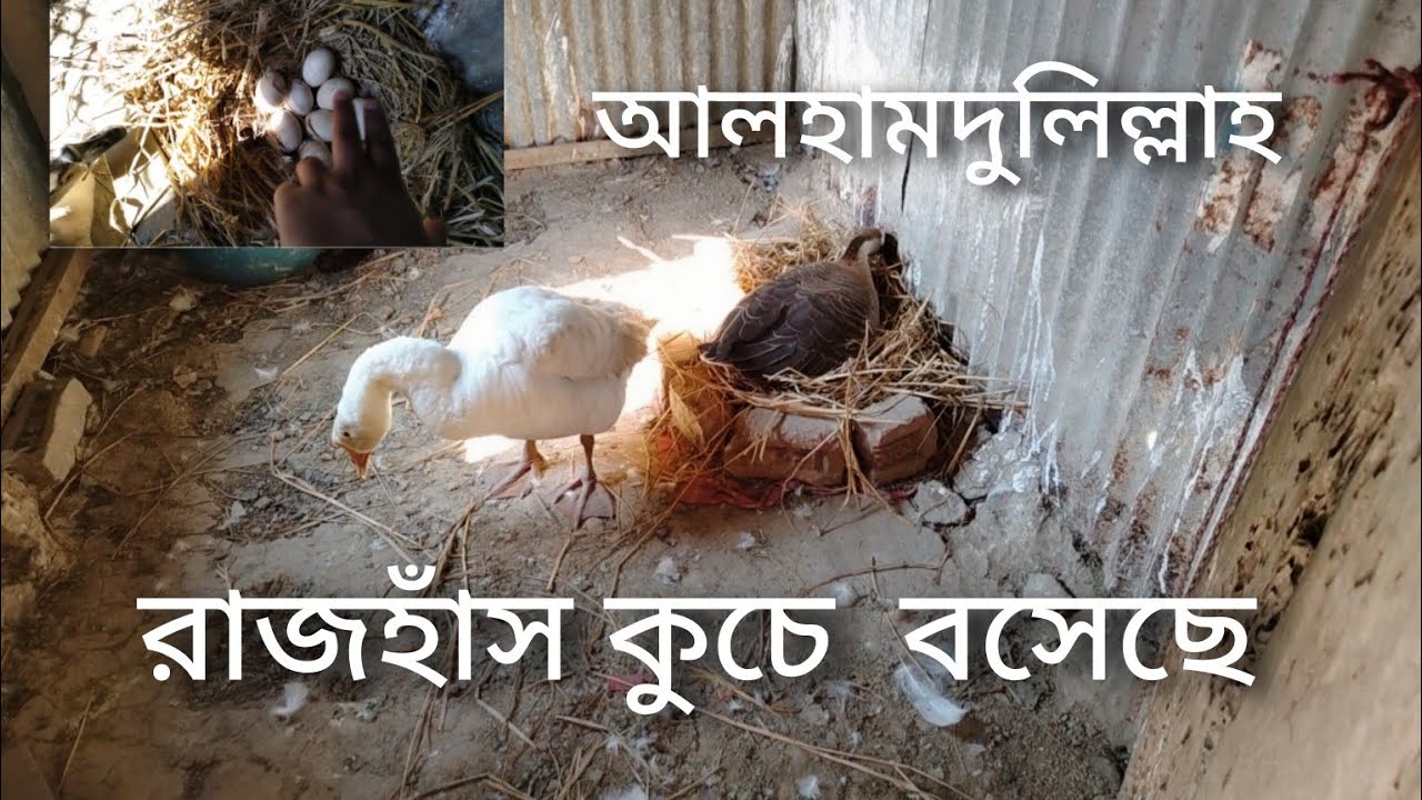 আলহামদুলিল্লাহ রাজহাঁস ডিম নিয়ে কুচো বসে পড়ছে সুন্দরভাবে,কত পিস ডিম নিয়ে কুচে বসলো দেখে নিন 