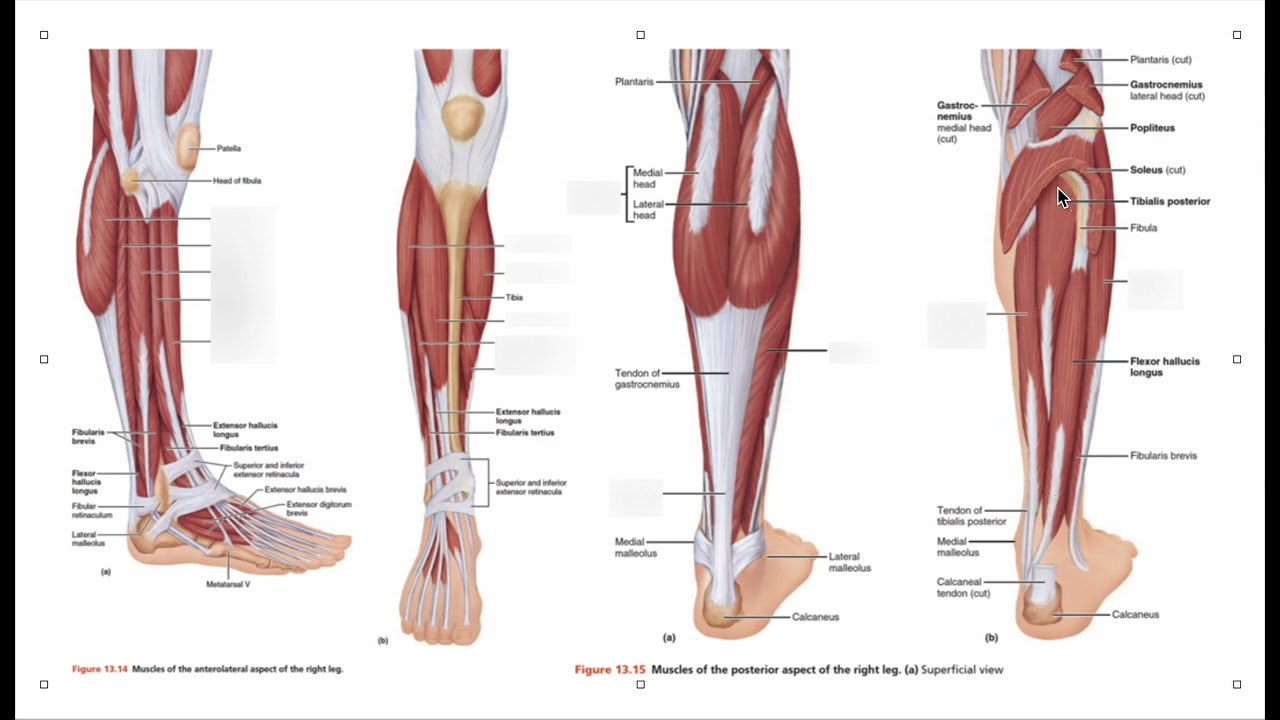 Why Calf & Ankle Strength Matters