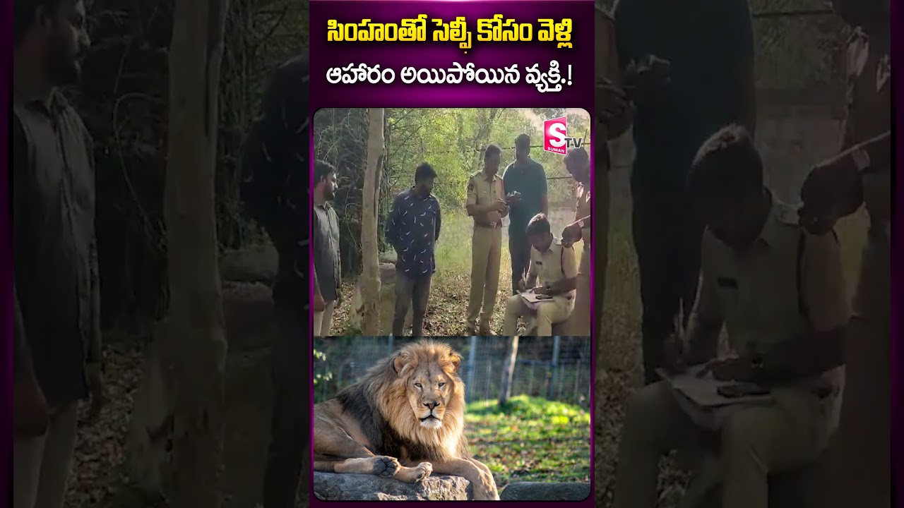 సింహ‏తో సెల్ఫీ కోసం వెళ్లి.. #tirupati #lion #zoo #simham #latestnews #viralshorts #ytshorts