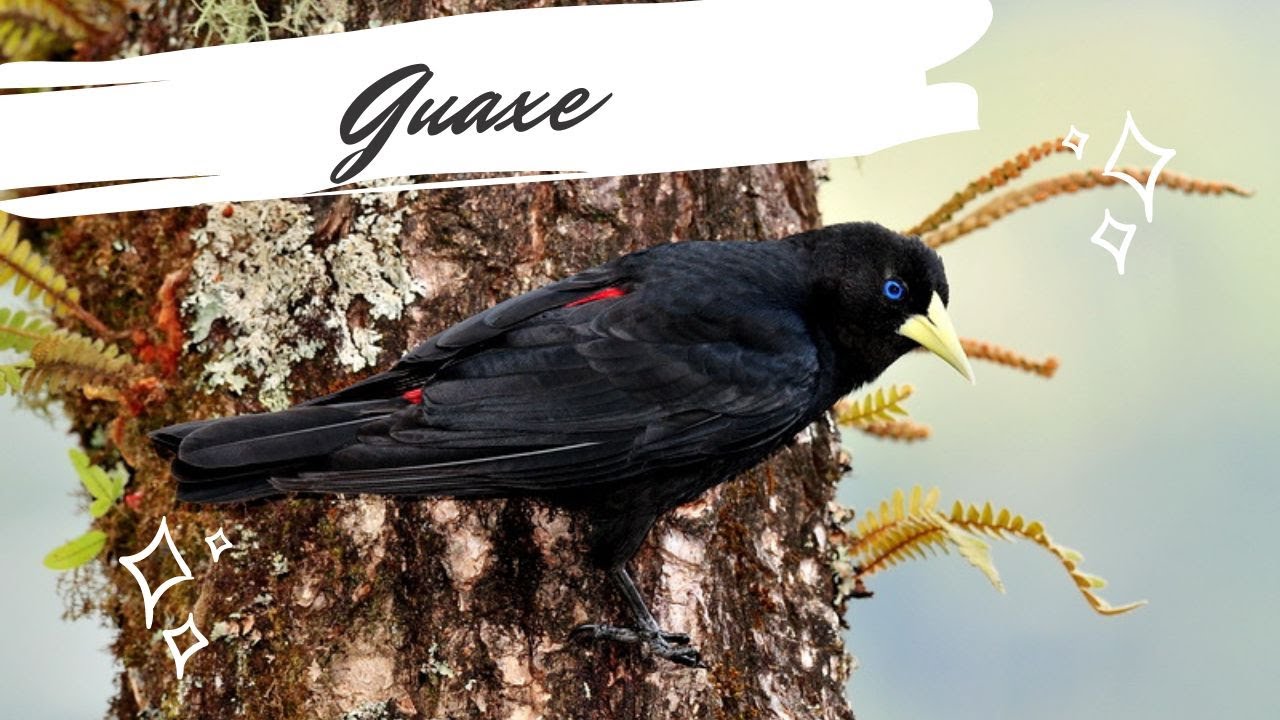 Guaxe - Cacicus haemorrhous - Red-rumped Cacique