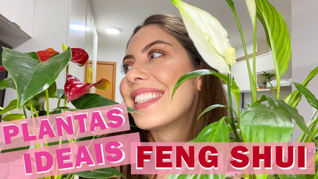 PLANTAS IDEAIS -  FENG SHUI = PROSPERIDADE E ENERGIAS POSITIVAS PARA VIDA E CASA SAUDÁVEL