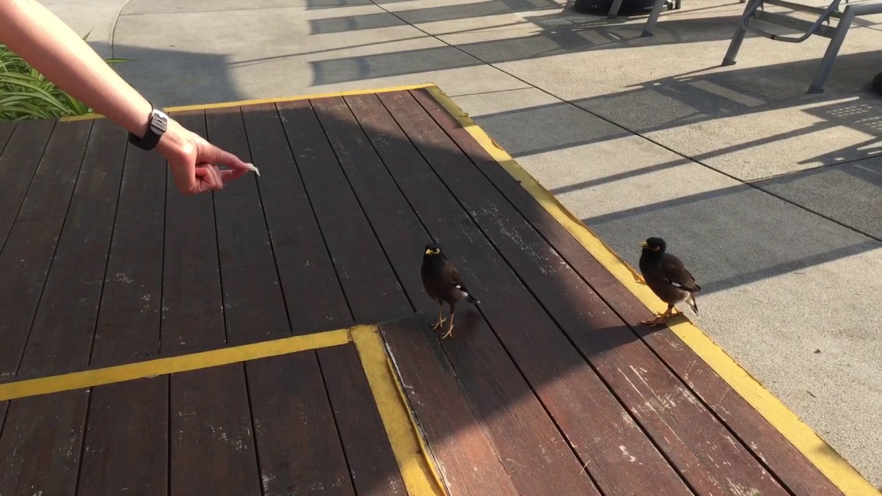"Common Myna" birds singing for food in Koh Samui Thailand