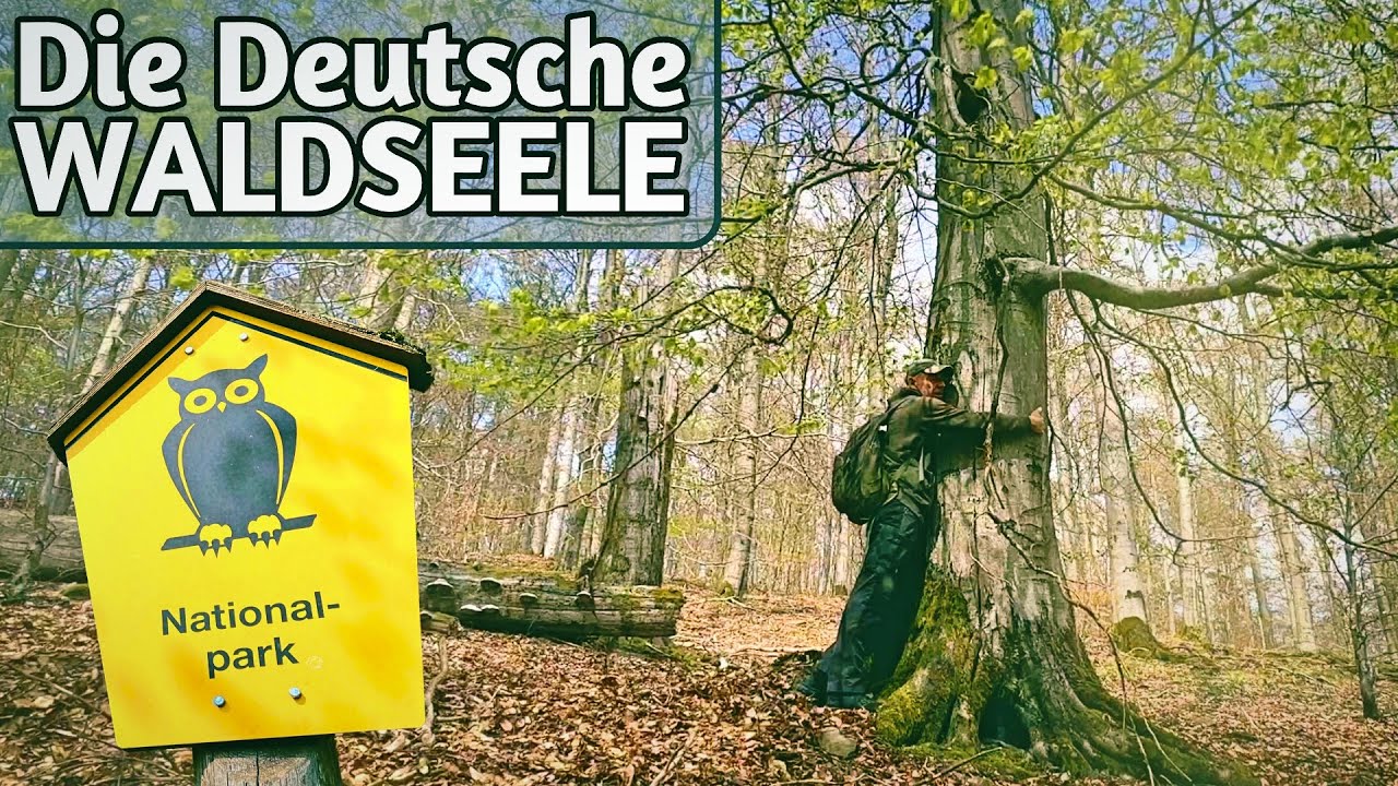 Auf der Suche nach der Waldseele - Der UNESCO Buchen-Urwald im Nationalpark Kellerwald Edersee