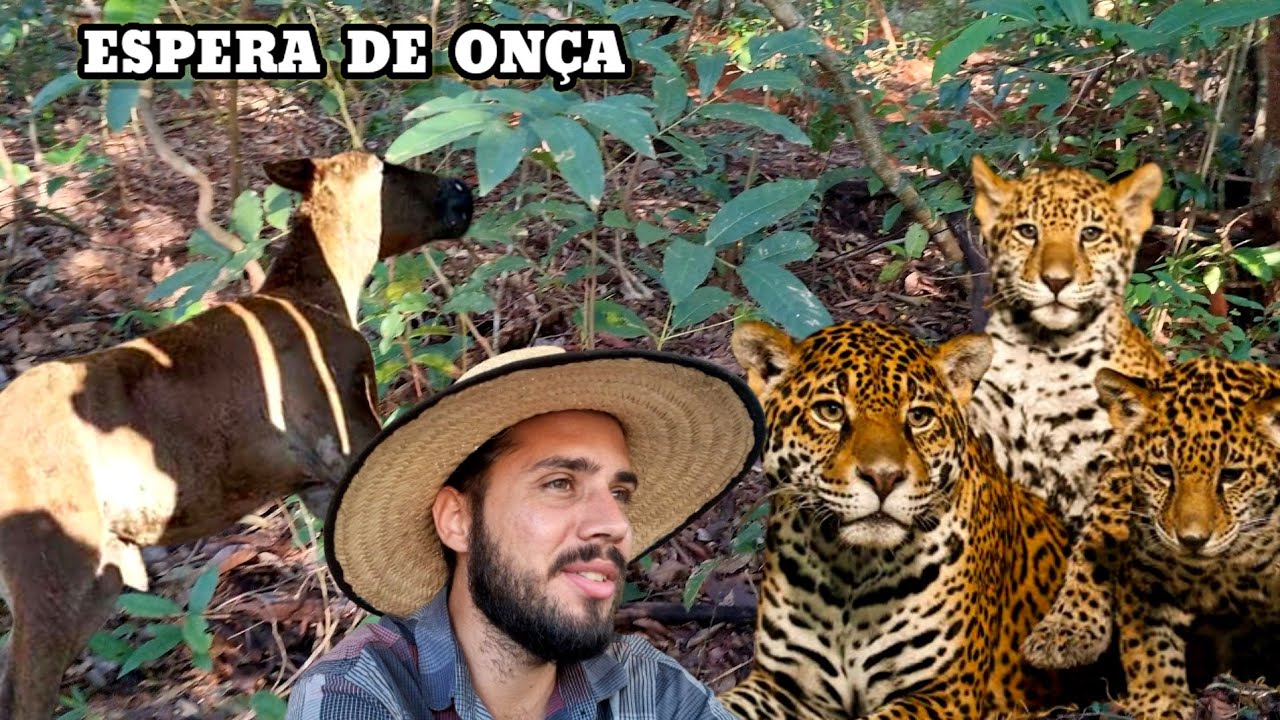 A Espera de ONÇA na carniça da Potra que matou com os Filhotes.. Causos