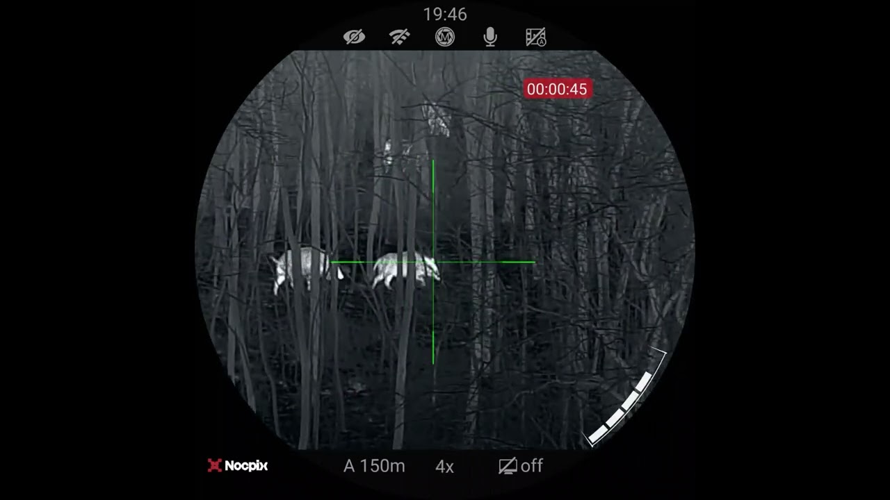Wild Boars - Nocpix Ace H50